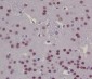 Anti-CREB CREB1 Rabbit Monoclonal Antibody
